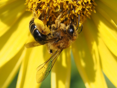 Andrena helianthi
