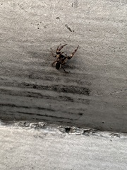 Eris militaris