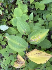 Polygonatum