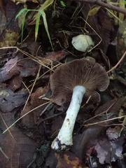 Cortinarius