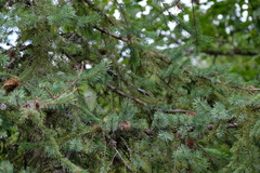 Picea engelmannii