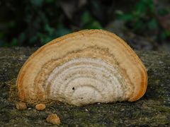 Trametes lactinea