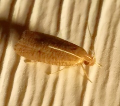 Psilocorsis reflexella