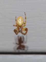 Araniella displicata