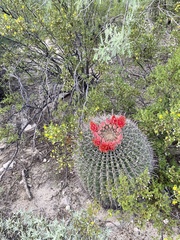 Ferocactus wislizeni