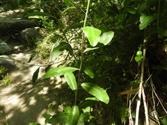 Bupleurum fruticosum