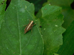Tetrigidae