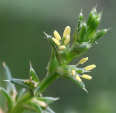 Salsola tragus