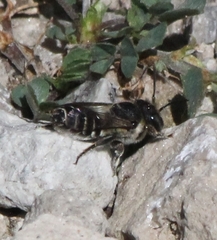 Megachile rotundata