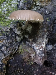 Pluteus longistriatus