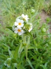 Cryptantha