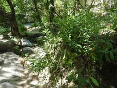 Bupleurum fruticosum