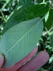 Croton