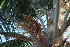 Paroaria capitata