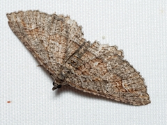 Eucymatoge scotodes
