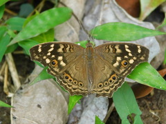 Junonia erigone