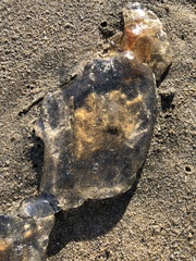 Chrysaora fuscescens