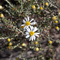 Olearia pimeleoides
