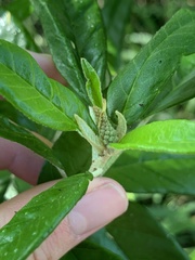 Croton