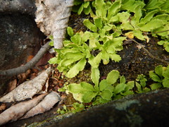 Micranthes virginiensis