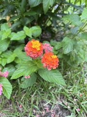 Lantana
