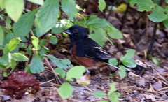 Pipilo erythrophthalmus