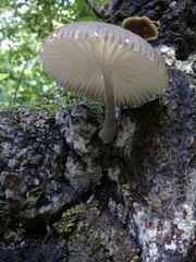 Pluteus longistriatus