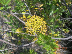 Bupleurum fruticosum