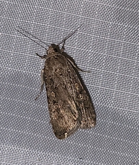 Spodoptera exigua