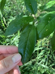 Croton