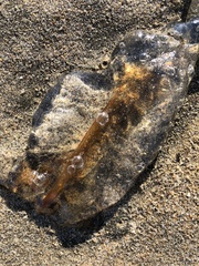 Chrysaora fuscescens