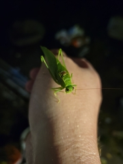 Microcentrum retinerve