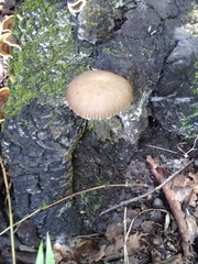 Pluteus longistriatus