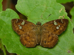 Pseudocoladenia dan