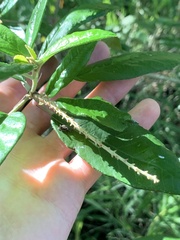 Croton
