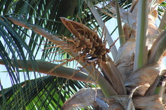 Paroaria capitata