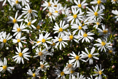 Olearia muelleri