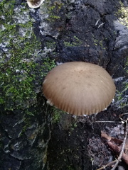 Pluteus longistriatus