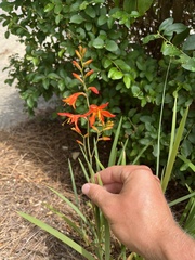 Crocosmia