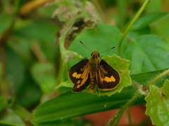 Taractrocerini