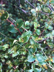 Grevillea singuliflora