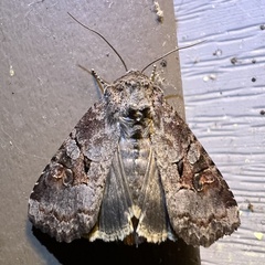 Trichordestra legitima