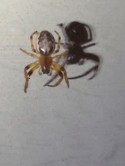 Larinioides cornutus