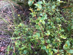 Grevillea singuliflora