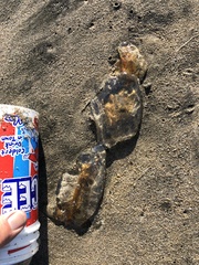 Chrysaora fuscescens