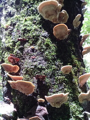 Stereum versicolor