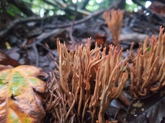 Phaeoclavulina cokeri
