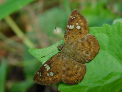Pseudocoladenia dan