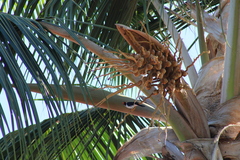 Paroaria capitata