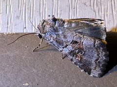 Trichordestra legitima